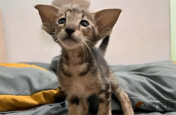 冬天猫咪用什么窝