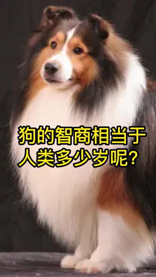 狗的IQ多少？（狗狗智商排行榜TOP10）