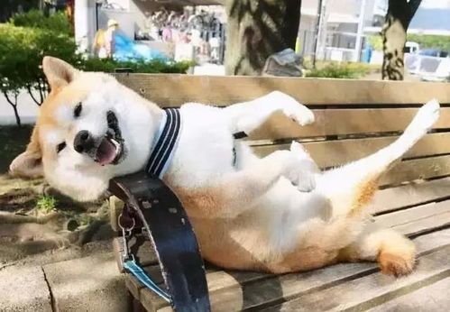 【狗狗智商】到底有多高国内犬主必看的智商排行榜训练技巧和趣闻！