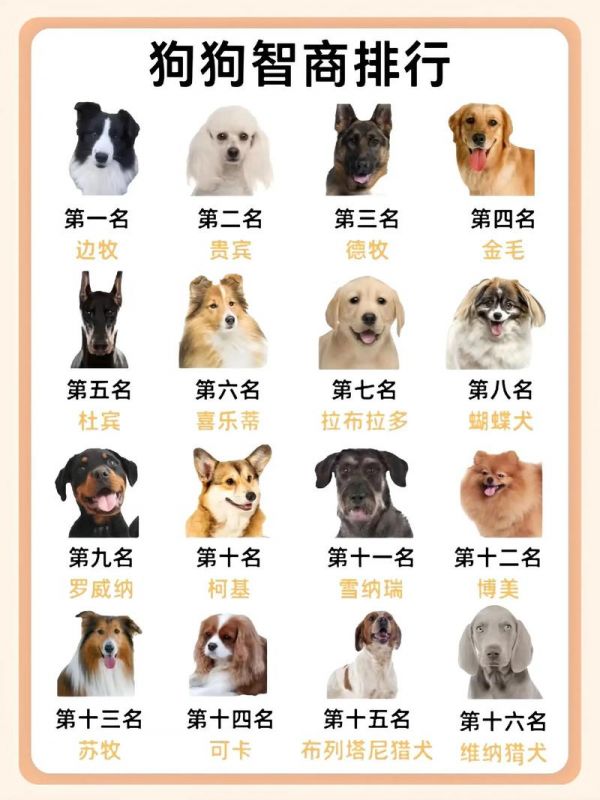 宠物狗智商前一百_宠物狗 智商