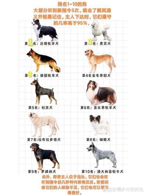 宠物狗智商前一百_宠物狗 智商