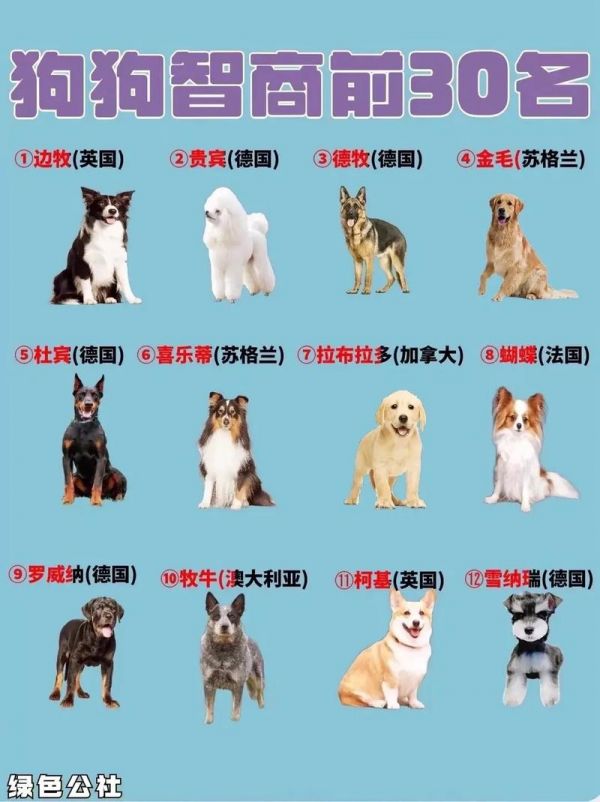 宠物狗智商前一百_宠物狗 智商