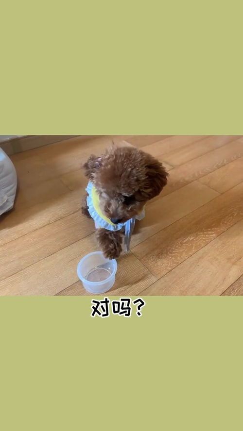 狗狗智商测试,揭秘萌宠智慧!