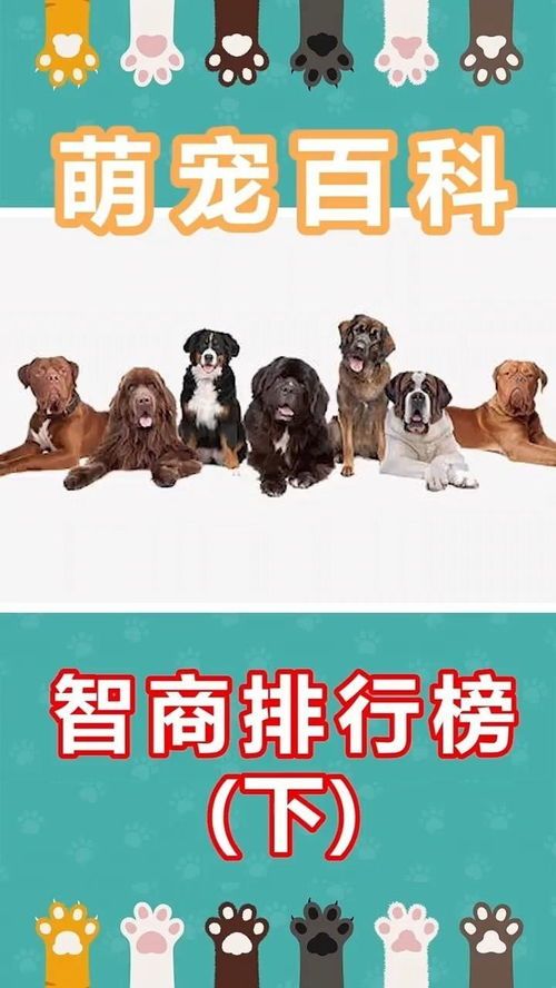 狗狗智商测试,揭秘萌宠智慧!