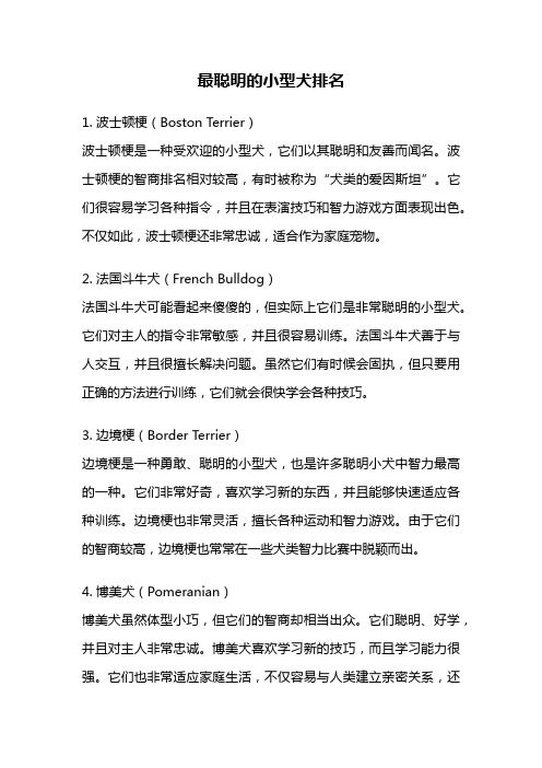 最聪明的小型犬排名