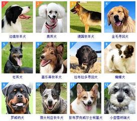 宠物智商排行,揭秘狗狗聪明排行榜!