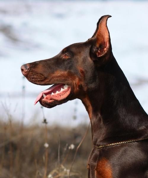 哪些是洋气的大型犬品种？它们有何特点？
