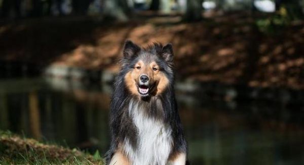 哪些是洋气的大型犬品种？它们有何特点？