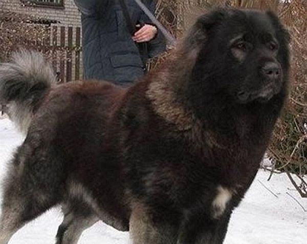 哪些大型犬品种性格和善？适合家庭饲养吗？