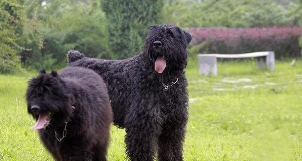 哪些大型犬品种性格和善？适合家庭饲养吗？