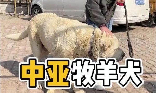 迪拜常见的大型犬品种有哪些？它们的养护成本如何？