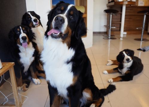 肩高多少算大型犬 肩高不超过35的狗