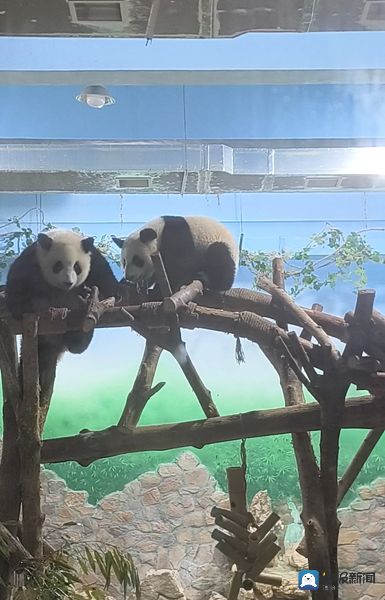 4人携宠物被终身禁入神树坪基地参观大熊猫 记者梳理发现被终身禁入熊猫中心的人还不少