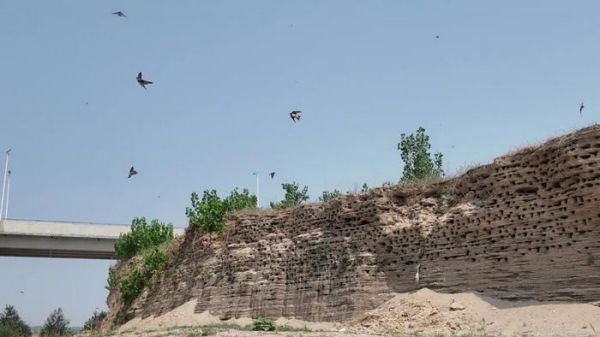 河北省正定县054县道滹沱河交通桥一侧沙岛上的崖沙燕巢。人民日报记者 邵玉姿 摄
