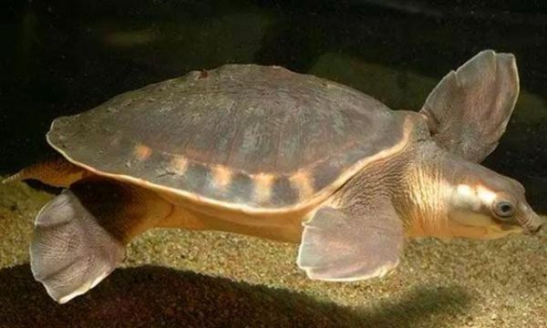 猪鼻龟饲养全指南（掌握正确的饲养方法，让你的猪鼻龟健康成长）