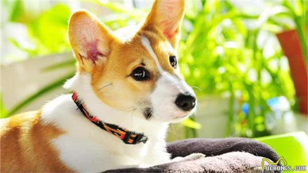 狗狗坐下训练，这5个实用技巧不容错过!