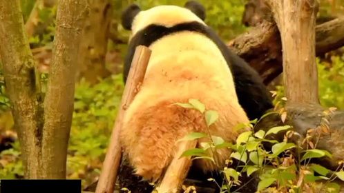 看看大熊猫香果和春生在干嘛呢，国宝大熊猫