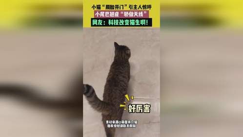 小猫刷脸开门引主人惊呼，科技改变猫生！