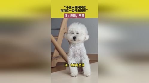 小主人暴风哭泣，狗狗在一旁佛系围观