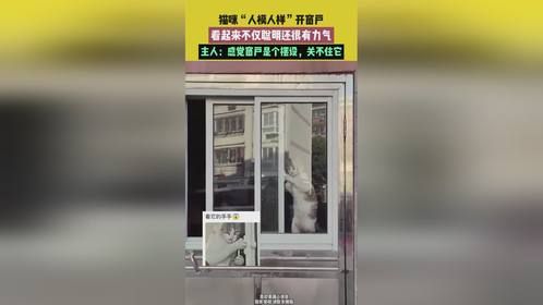 猫咪“人模人样”开窗户，感觉窗户是个摆设
