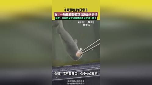 黑龙江，双标鱼的日常：一顿饱和顿顿饱