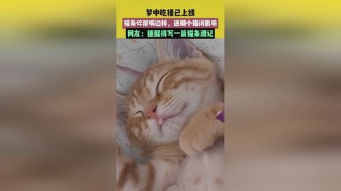 梦中吃播已上线，猫条碎屑嘴边掉