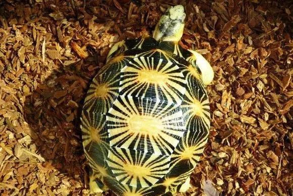 价高人气高，花纹绚丽的珍稀龟