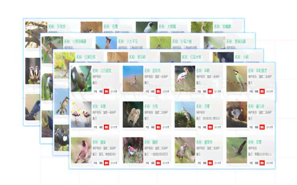 全方位鸟类智能识别技术：AI助您精准鉴定各类鸟种与生态环境监测