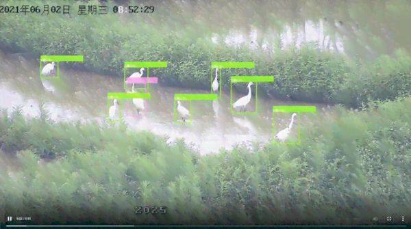 全方位鸟类智能识别技术：AI助您精准鉴定各类鸟种与生态环境监测