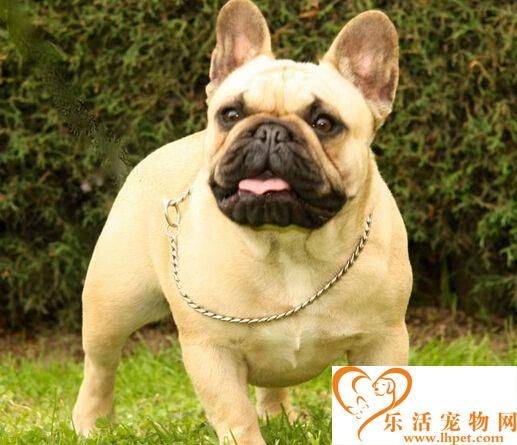 法斗是什么狗 其实它就是法国斗牛犬