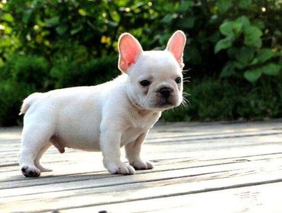 法国斗牛犬的用途是什么