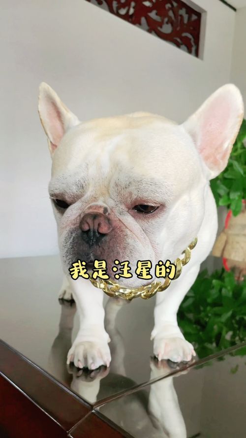 【法斗】一一探究多少种品种你知道几种