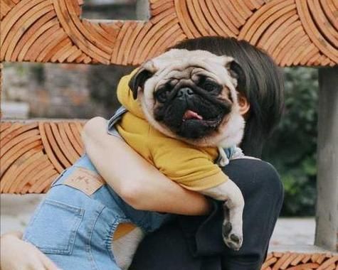 法斗VS八哥犬（实力对比，差距太明显了！）