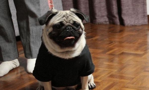 法斗VS八哥犬（实力对比，差距太明显了！）