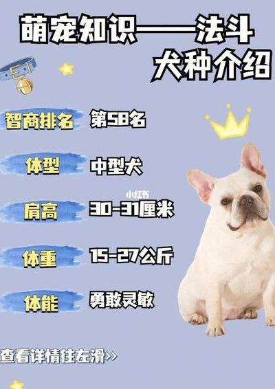 法斗价格（法斗价格大概多少钱一只）
