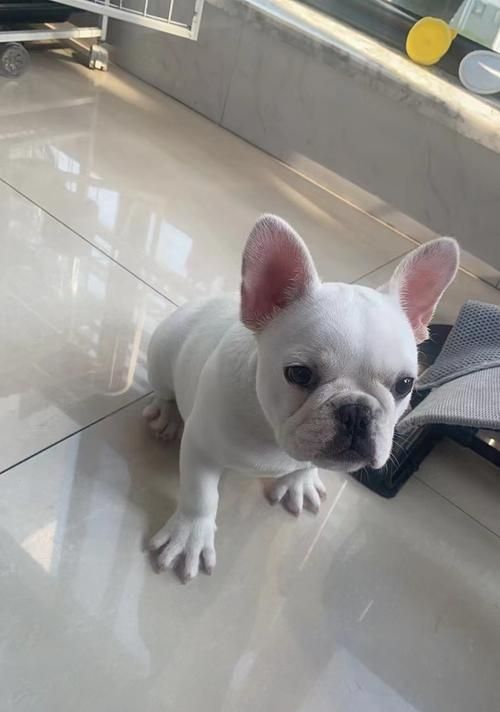 法斗犬的性格特征及纯种法斗的特点（了解法斗犬的性格与纯种特征，探寻可爱宠物背后的秘密）