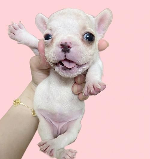 法斗犬的性格特征及纯种法斗的特点（了解法斗犬的性格与纯种特征，探寻可爱宠物背后的秘密）