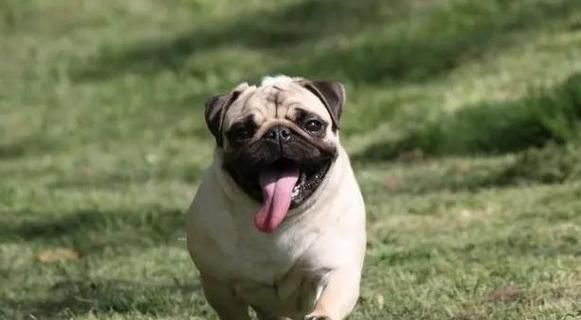 法斗与巴哥犬（探索法斗和巴哥犬的特点与价值，帮助你选择合适的宠物犬）