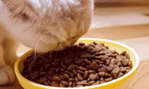 逗豆猫粮贵吗?买猫粮要注意什么呢?