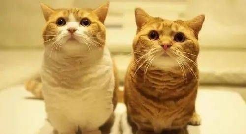 新手养猫必看：小猫养护全攻略
