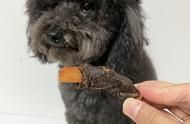 狗狗零食榜单：不容错过的10款回购好货