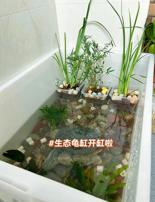 龟缸如何养出好水