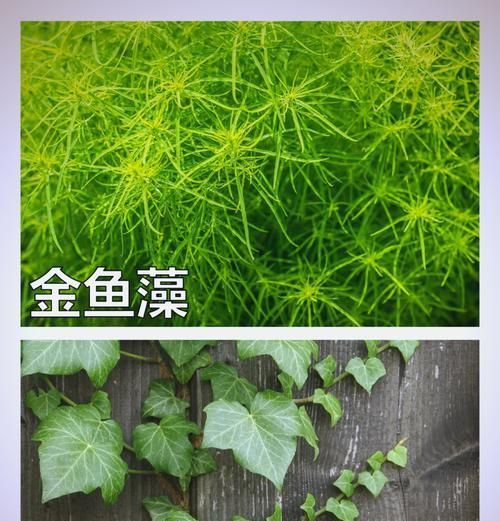 龟缸内木本植物的养护和保养技巧是什么？
