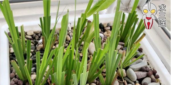 龟缸内木本植物的养护和保养技巧是什么？