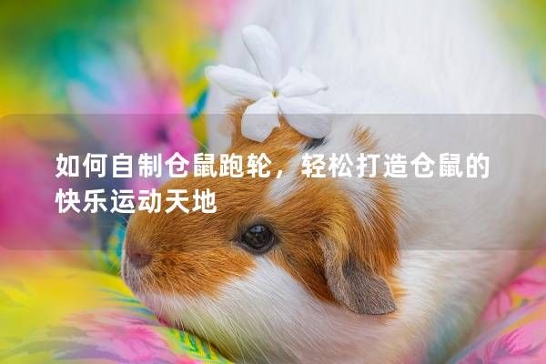 如何自制仓鼠跑轮，轻松打造仓鼠的快乐运动天地