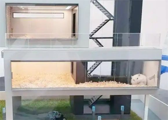 仓鼠糖尿病的关键迹象与全面防范策略