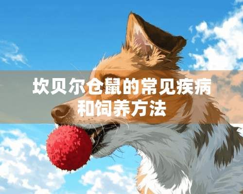 坎贝尔仓鼠的常见疾病和饲养方法