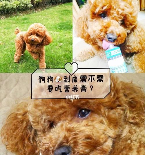 狗狗的营养需求（掌握宠物狗狗所需的基本营养，让它们健康成长）