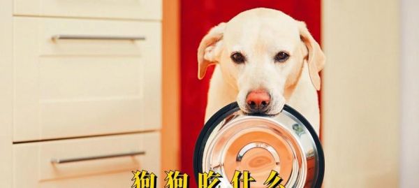 狗狗的营养需求与健康饮食（探索狗狗最适合的饮食，让它们健康快乐）