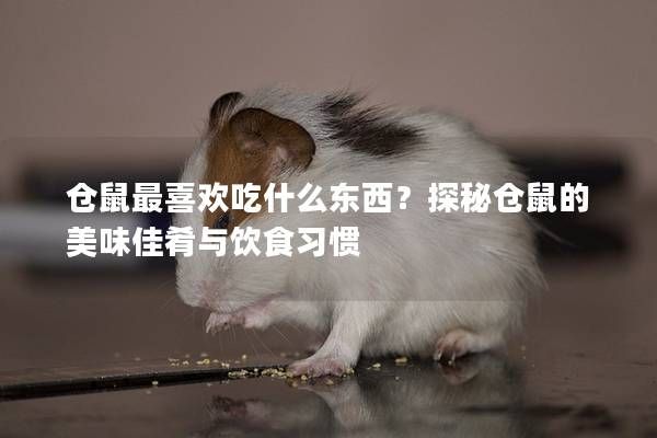 仓鼠最喜欢吃什么东西？探秘仓鼠的美味佳肴与饮食习惯